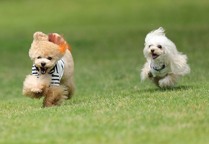 子どもや愛犬のことも考えた庭にしたい